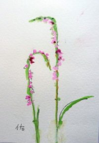 野の花　　　カット　　　ペンに水彩　　