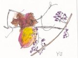 画像: カット　　　　枯れ烏瓜と実　　　ペンに水彩