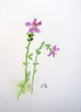 画像: 野の花　　　カット　　　ペンに水彩