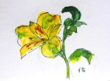 画像: 黄色い花。　　カット　　　ペンに水彩